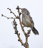 Cactus Wren